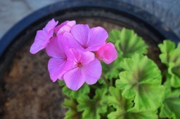 Sanjay-Kumar-Mohindroo-00303